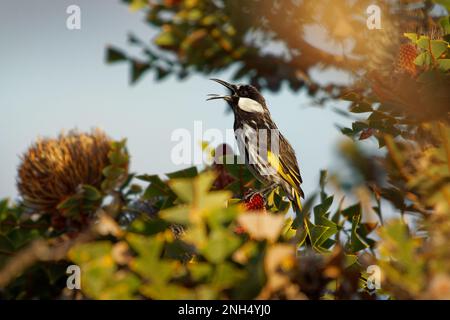 Weißmaul-Honigfresser - Phylidonyris-niger-Vogel frisst Nektar auf der roten Blume Adenanthos cuneatus, der Ostküste und der südwestlichen Ecke von Aust Stockfoto