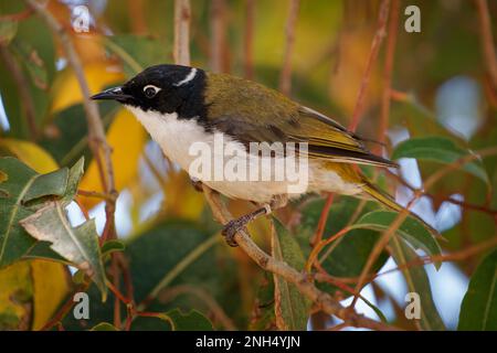 Gilbert's oder Swan River oder westlicher, weiß genapelter Honigfresser - Melithreptus chloropsis, einheimischer Vogel im Südwesten Australiens, olivgrün oben und weiß Stockfoto