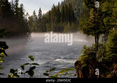 Morgennebel, der tief im Wald vom Fluss kommt Stockfoto