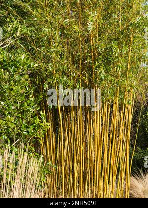 Gelbgestrickte Stäbchen des harten Zierklumpen-Bambus, Phyllostachys aureosulcata f. spectabilis Stockfoto