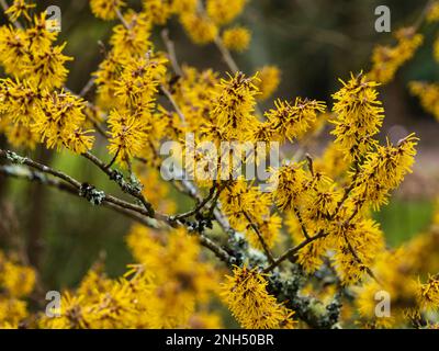 Spinnenartige Winterblumen des duftenden Laubstrauchs, Hamamelis „Brevipetala“ Stockfoto