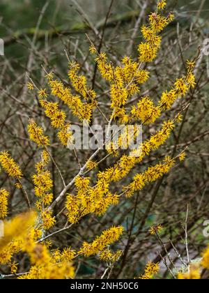 Spinnenartige Winterblumen des duftenden Laubstrauchs, Hamamelis „Brevipetala“ Stockfoto