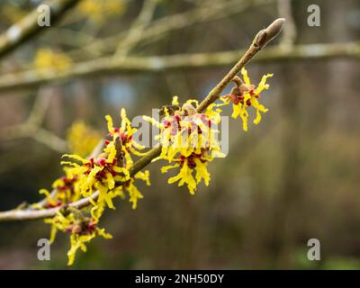 Spinnengelbe Winterblumen des duftenden Laubstrauchs, Hamamelis x Intermedia Arnold Promise Stockfoto