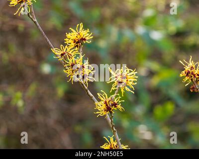 Spidery Winterblumen des duftenden Laubstrauchs, Hamamelis x intermedia „Nina“ Stockfoto