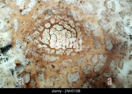 Nahaufnahme der Mütze einer Amanita Rubescens.