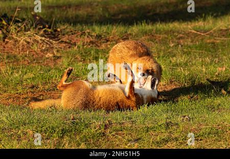 Berlin, Deutschland. 15. Februar 2023. 15.02.2023, Berlin. Zwei Füchse (Vulpes vulpes) spielen auf einer Wiese im Botanischen Garten im Licht der niedrigen Wintersonne. Viele Füchse leben in der deutschen Hauptstadt und finden hier eine große Auswahl an Speisen. Sie sind tagsüber oft genauso aktiv wie nachts und unterscheiden sich in Verhalten und Gewohnheiten, sogar genetisch, von ihren Angehörigen auf dem Land. Kredit: Wolfram Steinberg/dpa Kredit: Wolfram Steinberg/dpa/Alamy Live News Stockfoto