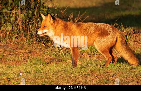 Berlin, Deutschland. 15. Februar 2023. 15.02.2023, Berlin. Ein Fuchs (Vulpes vulpes) steht auf einer Wiese im Botanischen Garten im Licht der niedrigen Wintersonne. Viele Füchse leben in der deutschen Hauptstadt und finden hier ein breites Speiseangebot. Sie sind tagsüber oft genauso aktiv wie nachts und unterscheiden sich in Verhalten und Gewohnheiten, sogar genetisch, von ihren Angehörigen auf dem Land. Kredit: Wolfram Steinberg/dpa Kredit: Wolfram Steinberg/dpa/Alamy Live News Stockfoto