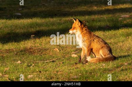 Berlin, Deutschland. 15. Februar 2023. 15.02.2023, Berlin. Ein Fuchs (Vulpes vulpes) sitzt auf einer Wiese im Botanischen Garten und sonnt sich im Licht der niedrigen Wintersonne. Die deutsche Hauptstadt ist Heimat vieler Füchse, die hier ein breites Spektrum an Nahrungsmitteln finden. Sie sind tagsüber oft genauso aktiv wie nachts und unterscheiden sich in Verhalten und Gewohnheiten, sogar genetisch, von ihren Angehörigen auf dem Land. Kredit: Wolfram Steinberg/dpa Kredit: Wolfram Steinberg/dpa/Alamy Live News Stockfoto