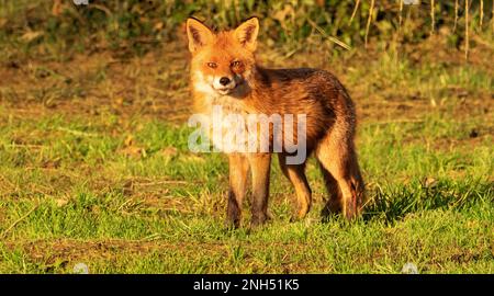 Berlin, Deutschland. 15. Februar 2023. 15.02.2023, Berlin. Ein Fuchs (Vulpes vulpes) sitzt auf einer Wiese im Botanischen Garten und sonnt sich im Licht der niedrigen Wintersonne. Die deutsche Hauptstadt ist Heimat vieler Füchse, die hier ein breites Spektrum an Nahrungsmitteln finden. Sie sind tagsüber oft genauso aktiv wie nachts und unterscheiden sich in Verhalten und Gewohnheiten, sogar genetisch, von ihren Angehörigen auf dem Land. Kredit: Wolfram Steinberg/dpa Kredit: Wolfram Steinberg/dpa/Alamy Live News Stockfoto