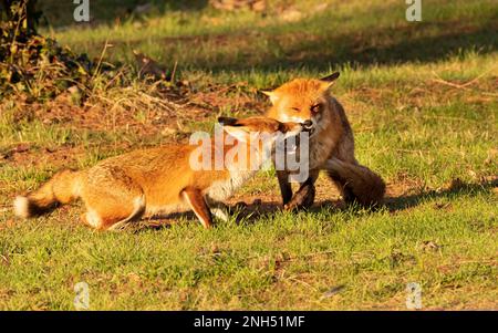 Berlin, Deutschland. 15. Februar 2023. 15.02.2023, Berlin. Zwei Füchse (Vulpes vulpes) spielen auf einer Wiese im Botanischen Garten im Licht der niedrigen Wintersonne. Viele Füchse leben in der deutschen Hauptstadt und finden hier eine große Auswahl an Speisen. Sie sind tagsüber oft genauso aktiv wie nachts und unterscheiden sich in Verhalten und Gewohnheiten, sogar genetisch, von ihren Angehörigen auf dem Land. Kredit: Wolfram Steinberg/dpa Kredit: Wolfram Steinberg/dpa/Alamy Live News Stockfoto