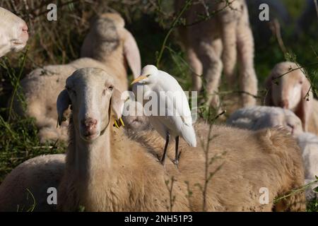 Friedliche Koexistenz: Reiher und Schaf in Harmonie Stockfoto