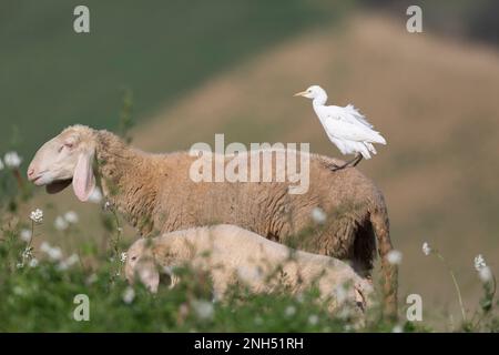 Friedliche Koexistenz: Reiher und Schaf in Harmonie Stockfoto