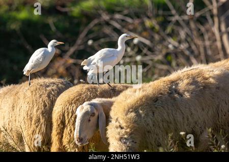 Friedliche Koexistenz: Reiher und Schaf in Harmonie Stockfoto