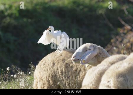 Friedliche Koexistenz: Reiher und Schaf in Harmonie Stockfoto