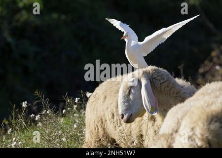 Friedliche Koexistenz: Reiher und Schaf in Harmonie Stockfoto