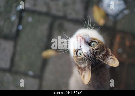 Haus Katze Stockfoto