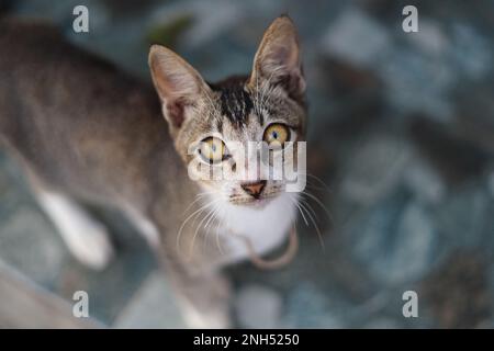 Haus Katze Stockfoto