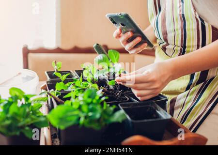 Gärtner-Vlog. Gärtner macht Video- und Fotoaufnahmen wachsender Bigleaf-Hortensien zu Hause mit Smartphone. Stockfoto