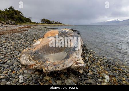 Toter Wal bei einem Unfall mit einem Boot auf einem steinigen Strand nahe Puerto Almanza, Ushuaia, Tierra del Fuego, Argentinien, Südamerika Stockfoto