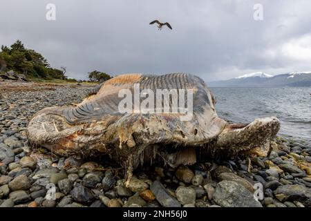 Toter Wal bei einem Unfall mit einem Boot auf einem steinigen Strand nahe Puerto Almanza, Ushuaia, Tierra del Fuego, Argentinien, Südamerika Stockfoto