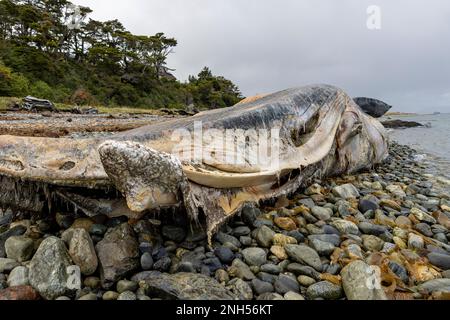 Toter Wal bei einem Unfall mit einem Boot auf einem steinigen Strand nahe Puerto Almanza, Ushuaia, Tierra del Fuego, Argentinien, Südamerika Stockfoto