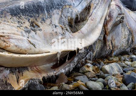 Toter Wal bei einem Unfall mit einem Boot auf einem steinigen Strand nahe Puerto Almanza, Ushuaia, Tierra del Fuego, Argentinien, Südamerika Stockfoto