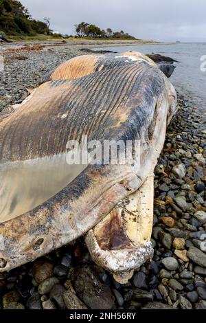 Toter Wal bei einem Unfall mit einem Boot auf einem steinigen Strand nahe Puerto Almanza, Ushuaia, Tierra del Fuego, Argentinien, Südamerika Stockfoto