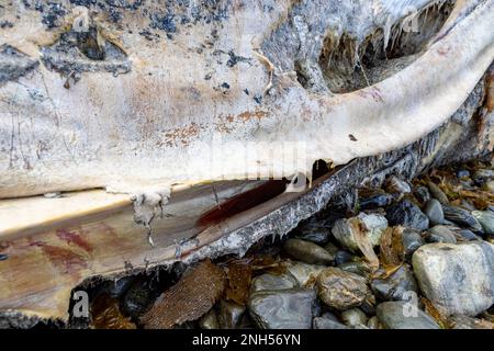 Toter Wal bei einem Unfall mit einem Boot auf einem steinigen Strand nahe Puerto Almanza, Ushuaia, Tierra del Fuego, Argentinien, Südamerika Stockfoto