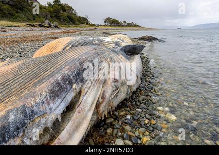 Toter Wal bei einem Unfall mit einem Boot auf einem steinigen Strand nahe Puerto Almanza, Ushuaia, Tierra del Fuego, Argentinien, Südamerika Stockfoto