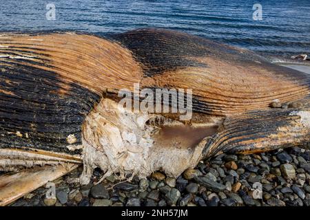 Toter Wal bei einem Unfall mit einem Boot auf einem steinigen Strand nahe Puerto Almanza, Ushuaia, Tierra del Fuego, Argentinien, Südamerika Stockfoto