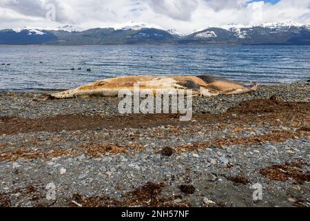 Toter Wal bei einem Unfall mit einem Boot auf einem steinigen Strand nahe Puerto Almanza, Ushuaia, Tierra del Fuego, Argentinien, Südamerika Stockfoto