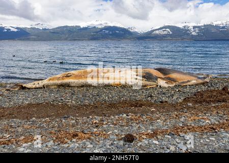 Toter Wal bei einem Unfall mit einem Boot auf einem steinigen Strand nahe Puerto Almanza, Ushuaia, Tierra del Fuego, Argentinien, Südamerika Stockfoto