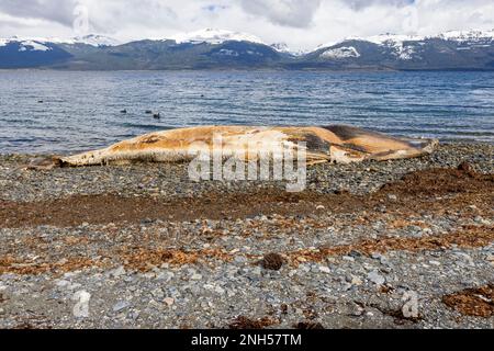 Toter Wal bei einem Unfall mit einem Boot auf einem steinigen Strand nahe Puerto Almanza, Ushuaia, Tierra del Fuego, Argentinien, Südamerika Stockfoto