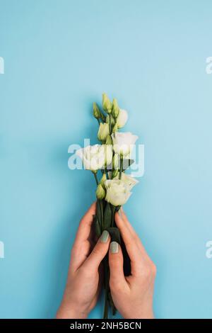 Weibliche Hände mit weißen Eustoma- oder Lisianthus-Blumen auf blauem Hintergrund. Stockfoto