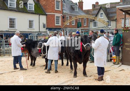 WINSLOW, Großbritannien - 05. Dezember 2022. Rinder werden auf der Winslow Primestock Show beurteilt. Die Show ist eine jährliche Veranstaltung in der historischen Marktstadt Buc Stockfoto