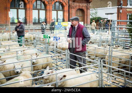 WINSLOW, Großbritannien - 05. Dezember 2022. Bauer auf einer Viehauktion mit preisgekrönten Schafen. Winslow Primestock Christmas Show, Buckinghamshire, Großbritannien Stockfoto