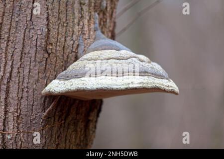 Inonotus obliquus, gemeinhin als Chaga-Pilz bekannt, ist ein Pilz der Familie Hymenochaetaceae. Stockfoto