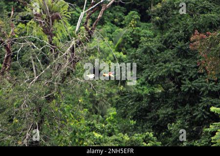 Ein männliches Individuum von geknüpftem Hornvogel, manchmal auch als Sulawesi-Faltenhornvogel (Rhyticeros cassidix) bezeichnet, fliegt durch die Baumkronen des Regenwalds in der Nähe des Mount Tangkoko und Duasudara in Bitung, Nord-Sulawesi, Indonesien. Laut einer Veröffentlichung von Amanda Hackett von der Wildlife Conservation Society aus dem Jahr 2022 gilt die Art derzeit als anfällig für das Aussterben durch Holzeinschlag und Jagd. „Da die Bäume immer kleiner werden, gibt es keine sicheren Orte für Hornbill-Paare, um ihre Nester in großen, reifen Bäumen zu bauen“, fügte sie hinzu. Eine wichtige Rolle bei der Verteilung von Saatgut spielen, wird Hornvogel oft als Waldbauer bezeichnet. Stockfoto