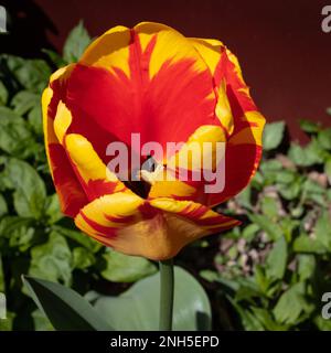 Nahaufnahme einer hellgelben und roten Tulpe mit Grün im Hintergrund an einem Frühlingstag in St. Croix Falls, Wisconsin, USA. Stockfoto