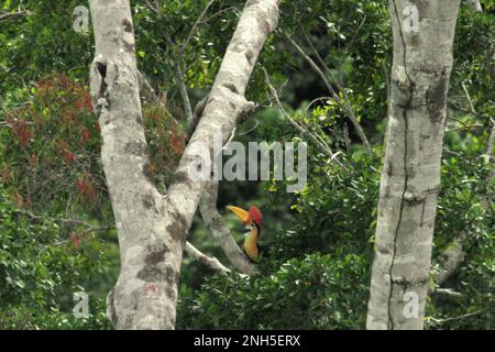 Ein männliches Individuum von geknüpftem Hornvogel, manchmal auch als Sulawesi-Faltenhornvogel (Rhyticeros cassidix) bezeichnet, forscht auf einem Baum in einem Regenwaldgebiet nahe Mount Tangkoko und Duasudara in Bitung, Nord-Sulawesi, Indonesien. Aufgrund ihrer Abhängigkeit von Wäldern und bestimmten Arten von Bäumen sind Hornvögel im Allgemeinen vom Klimawandel bedroht. Stockfoto