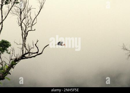 Ein männliches Individuum von geknüpftem Hornvogel, manchmal auch als Sulawesi-Faltenhornvogel (Rhyticeros cassidix) bezeichnet, fliegt über dem Regenwald in der Nähe des Mount Tangkoko und Duasudara in Bitung, Nord-Sulawesi, Indonesien. Spielen Sie eine wichtige Rolle bei der Verteilung von Saatgut – von Ornithologen oft als Waldbauer bezeichnet, Hornbill „der Zyklus des Waldes wächst und entwickelt sich mit all den Früchten, die sie jeden Tag konsumieren“, schrieb Amanda Hackett von der Wildlife Conservation Society in einer Publikation aus dem Jahr 2022. Sie schrieb jedoch, dass die Hornvogel-Klopfhornvogel derzeit als anfällig für das Aussterben aufgrund von Holzeinschlag und Jagd gilt. Stockfoto