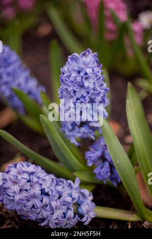 Hyazinth, Hyacinthus orientalis, Delftblau Stockfoto