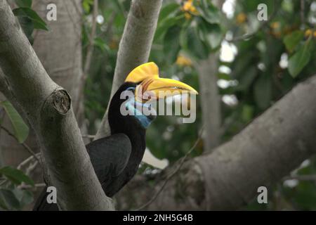 Eine weibliche Person mit geknüpftem Hornvogel, auch als Sulawesi-Faltenhornvogel (Rhyticeros cassidix) bezeichnet, wird fotografiert, während sie in einem Regenwaldgebiet nahe dem Berg Tangkoko und Duasudara in Bitung, Nord-Sulawesi, Indonesien, auf einem Ficusbaum forscht. Laut einer Veröffentlichung von Amanda Hackett von der Wildlife Conservation Society aus dem Jahr 2022 gilt die Art derzeit als anfällig für das Aussterben durch Holzeinschlag und Jagd. „Da die Bäume immer kleiner werden, gibt es keine sicheren Orte für Hornbill-Paare, um ihre Nester in großen, reifen Bäumen zu bauen“, fügte sie hinzu. Stockfoto