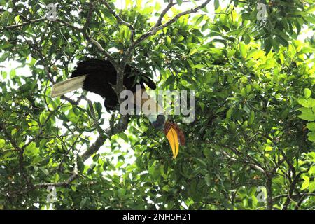 Ein männliches Individuum von geknüpftem Hornvogel, manchmal auch als Sulawesi-Faltenhornvogel (Rhyticeros cassidix) bezeichnet, wird fotografiert, während es auf einem Baum im Naturschutzgebiet Tangkoko, North Sulawesi, Indonesien, forscht. Spielen Sie eine wichtige Rolle bei der Verteilung von Saatgut – von Ornithologen oft als Waldbauer bezeichnet, Hornbill „der Zyklus des Waldes wächst und entwickelt sich mit all den Früchten, die sie jeden Tag konsumieren“, schrieb Amanda Hackett von der Wildlife Conservation Society in einer Publikation aus dem Jahr 2022. Sie schrieb jedoch, dass die Hornvogel-Klopfhornvogel derzeit als anfällig für das Aussterben aufgrund von Holzeinschlag und Jagd gilt. Stockfoto