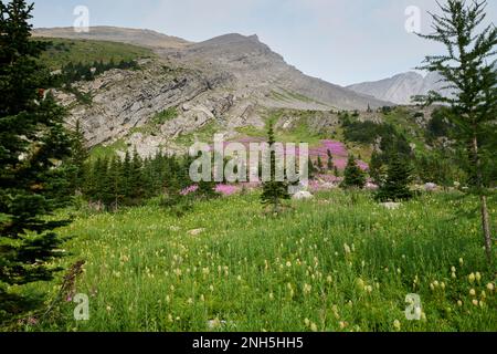 Kaminenkraut (Chamaenerion angustifolium) und westliche Pasquenblüten wachsen auf Wiesen neben dem Weg zum Chester Lake, Kananaskis Country, Alberta, Stockfoto