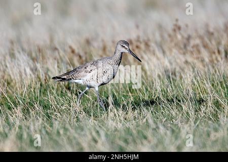 Willet (Catoptrophorus semipalmatus), Frank Lake, Alberta, Kanada Stockfoto