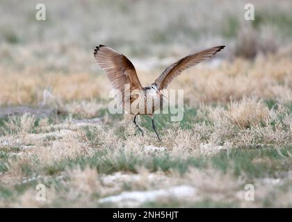 Marmorgott (Limosa fedoa), der Flügel streckt, Frank Lake, Alberta, Kanada Stockfoto