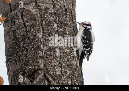 Flaumspecht (Picoides pubescens), Calgary, Carburn Park, Alberta, Kanada Stockfoto