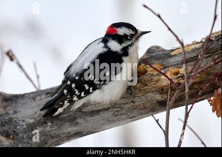 Flaumspecht (Picoides pubescens), Calgary, Carburn Park, Alberta, Kanada Stockfoto