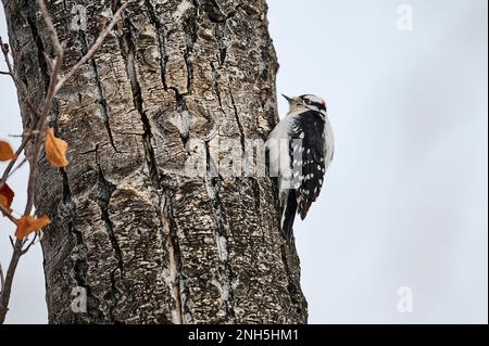 Flaumspecht (Picoides pubescens), Calgary, Carburn Park, Alberta, Kanada Stockfoto